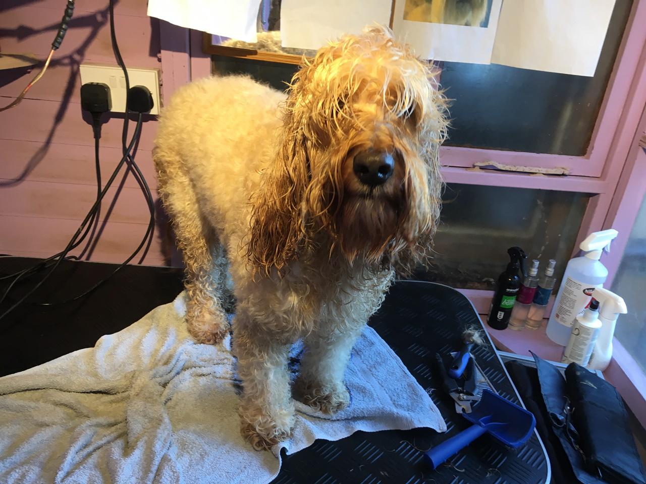 Dog grooming in Brighton and Hove Call 01273 708 488