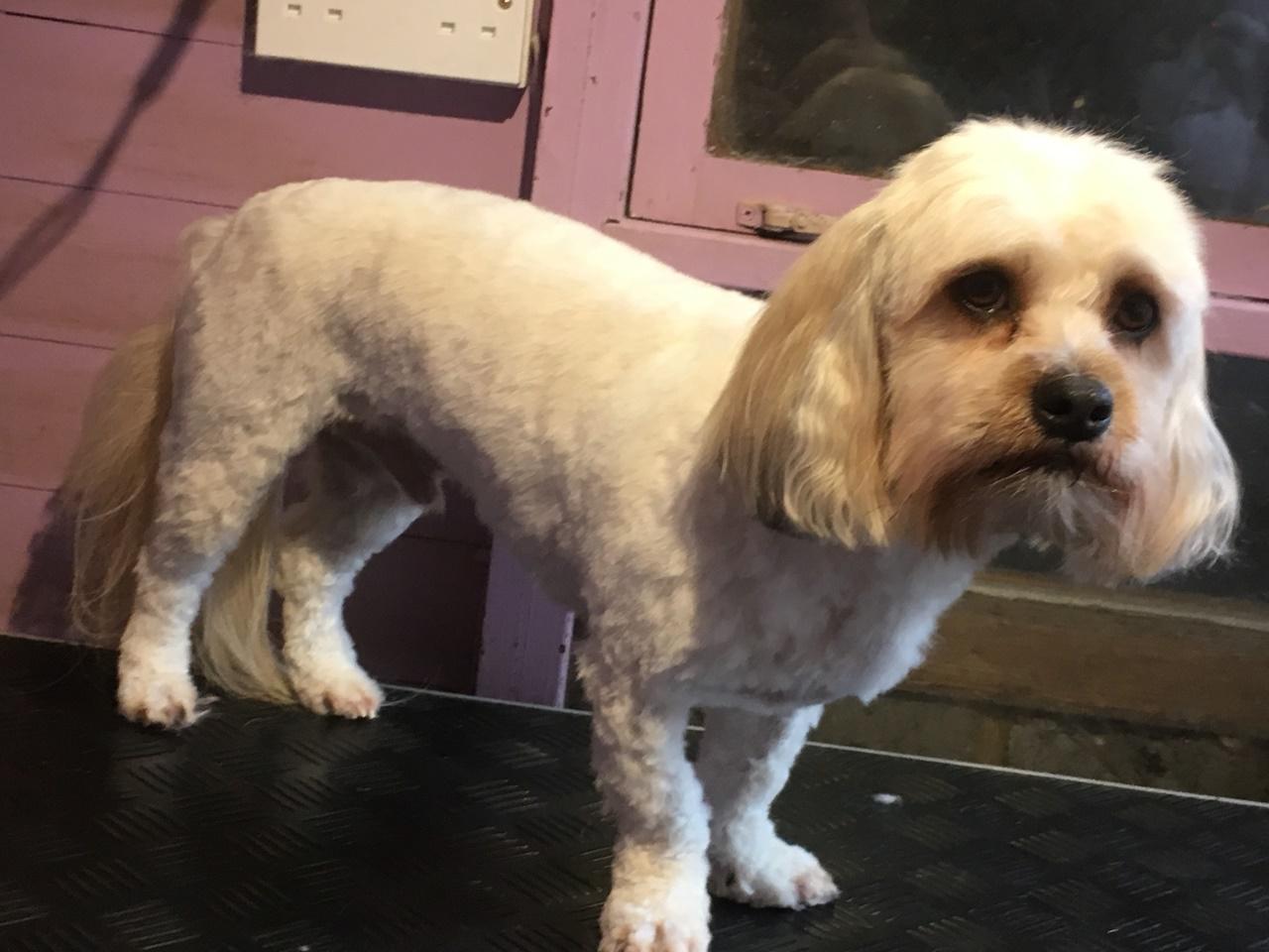 Dog grooming in Brighton and Hove Call 01273 708 488