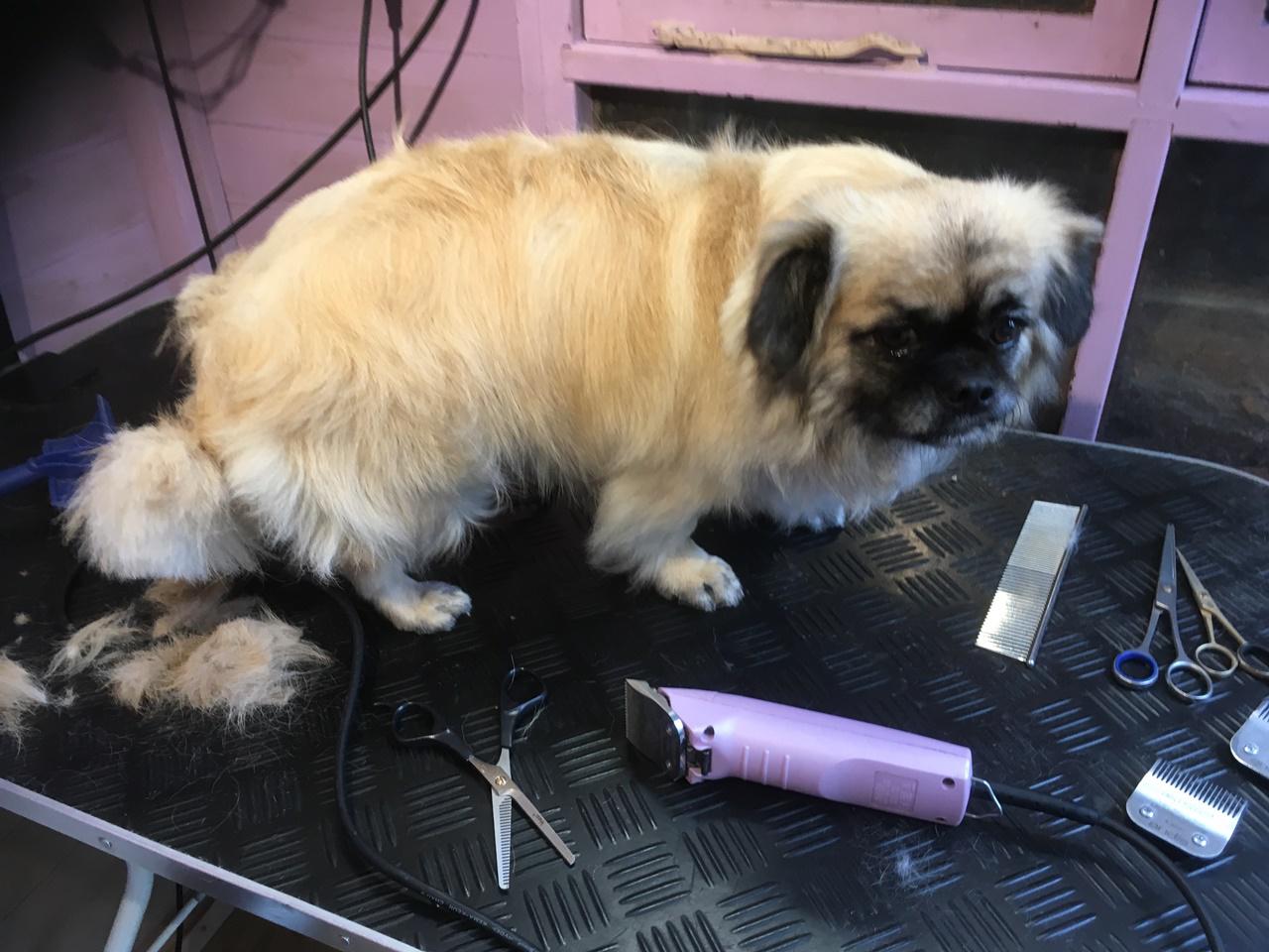 Dog grooming in Brighton and Hove Call 01273 708 488