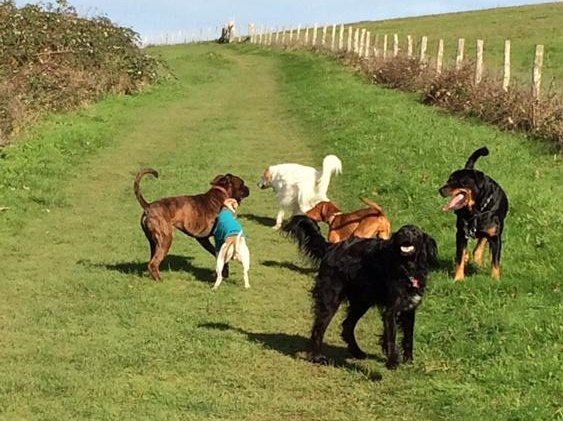 Dog walking service Brighton and Hove 0779 947 2631