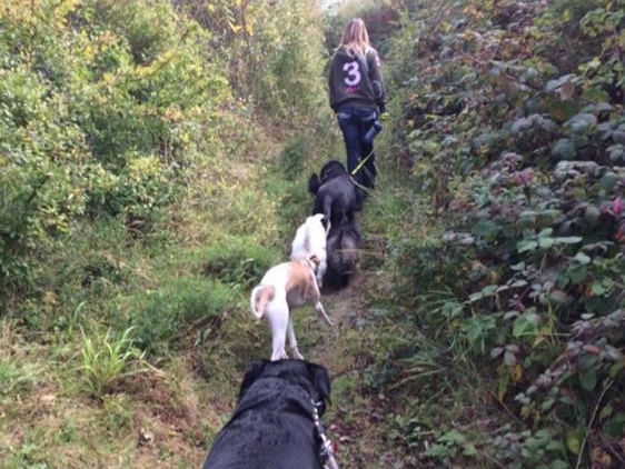 Dog walking service Brighton and Hove 0779 947 2631