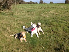 Dog Walking in Brighton and Hove Call 01273 708 488