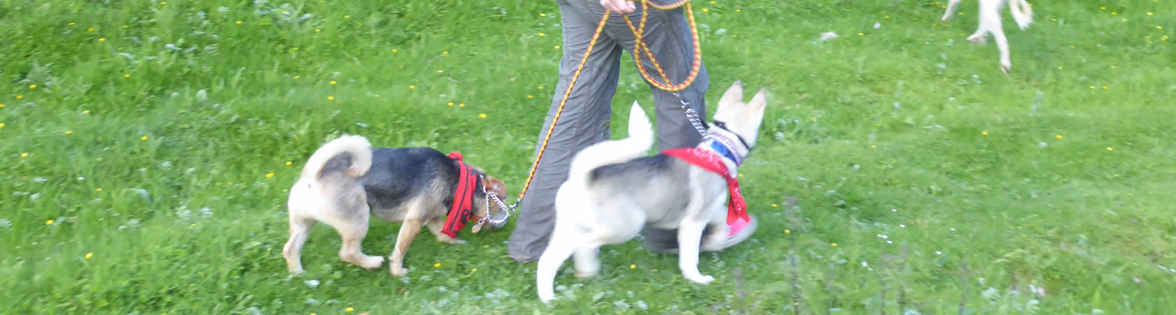 dog walking service brighton and hove