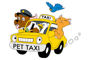 pet transport brighton